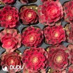 50Pcs Aeonium Litchi Seedings - Image 2