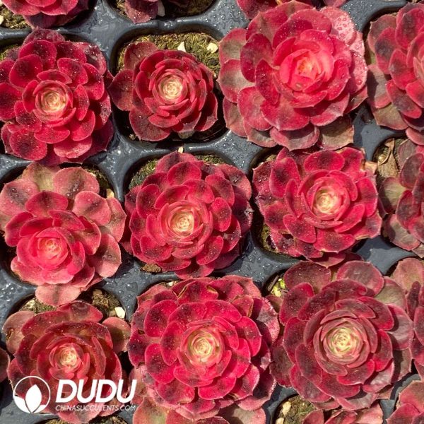 50Pcs Aeonium Litchi Seedings - Image 2