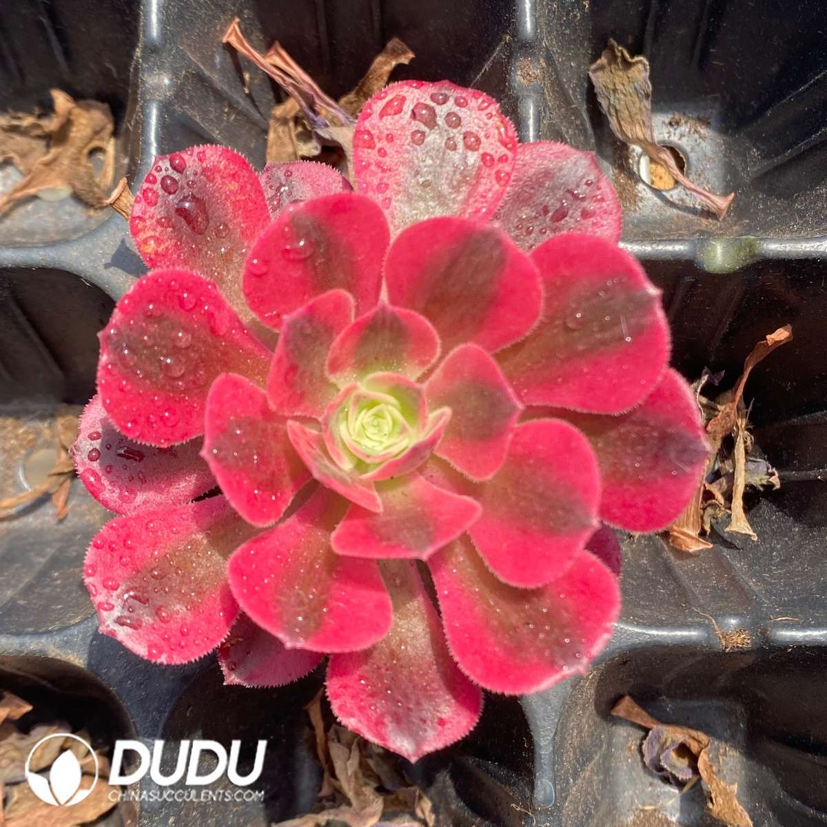 09712D40201.jpg 50Pcs Aeonium Witch Seedings - Image 1