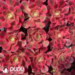 50Pcs Aeonium Witch Seedings - Image 2