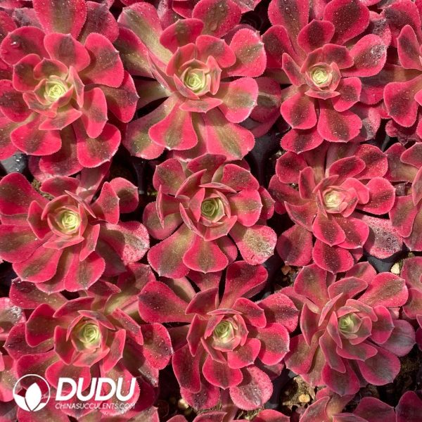50Pcs Aeonium Witch Seedings - Image 2