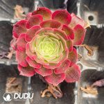 50Pcs Aeonium Lotus Seedings
