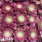 50Pcs Aeonium Lotus Seedings - Image 2