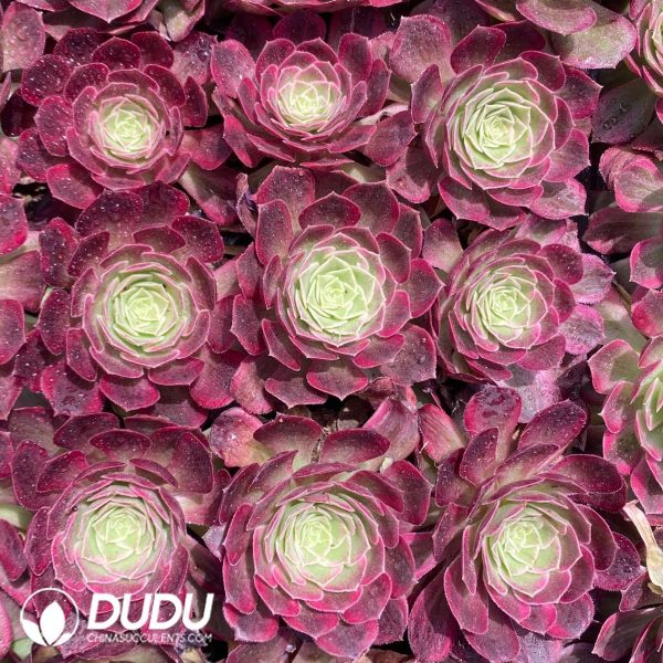 50Pcs Aeonium Lotus Seedings - Image 2