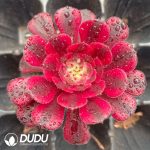 50Pcs Aeonium JiYue Seedings