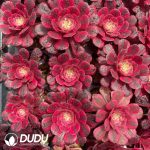 50Pcs Aeonium JiYue Seedings - Image 2