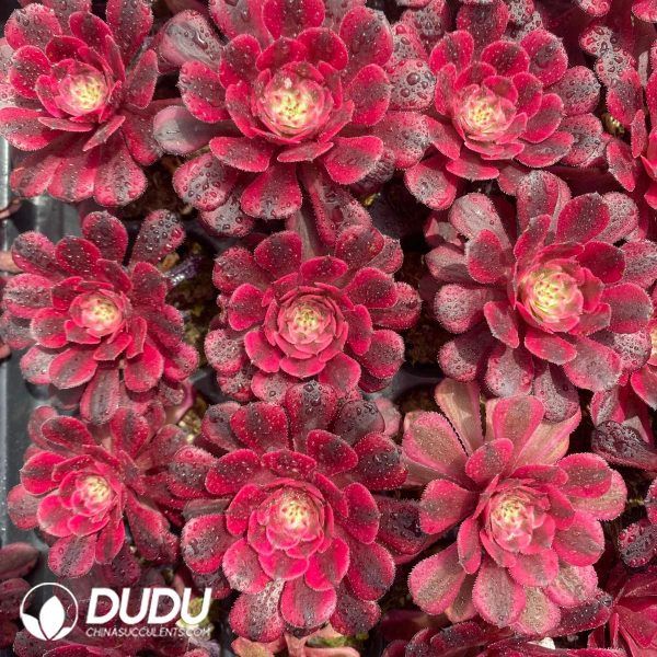 50Pcs Aeonium JiYue Seedings - Image 2