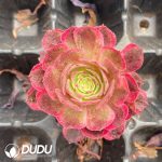 50Pcs Aeonium Wanziqianhong Seedings