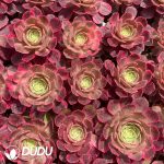 50Pcs Aeonium Wanziqianhong Seedings - Image 2