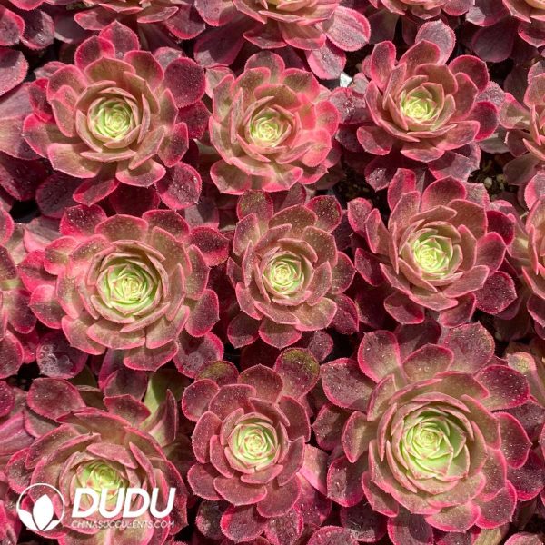 50Pcs Aeonium Wanziqianhong Seedings - Image 2