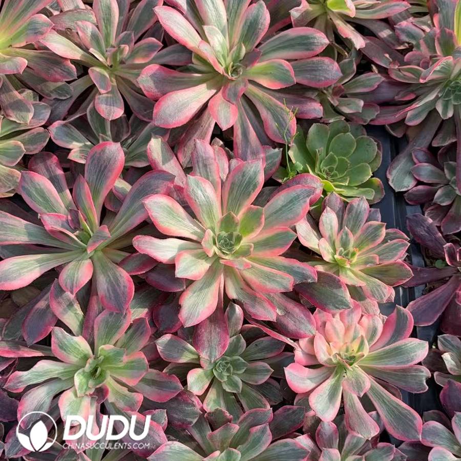 09716D40 21Pcs Aeonium Washing Silk Seedlings - Image 1