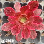 50Pcs Aeonium Washing Silk Seedings