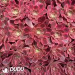 50Pcs Aeonium Washing Silk Seedings - Image 2