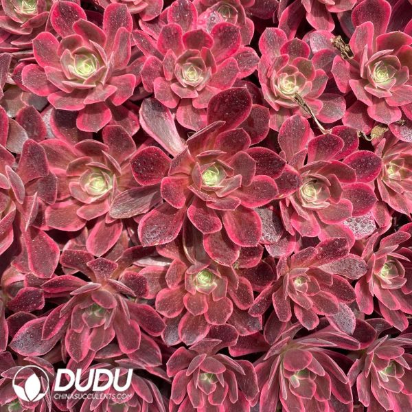 50Pcs Aeonium Washing Silk Seedings - Image 2