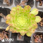 50Pcs Aeonium Zhifou Seedings