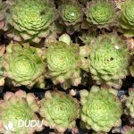 50Pcs Aeonium Zhifou Seedings - Image 2