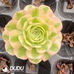 60Pcs Aeonium Maybach Seedings