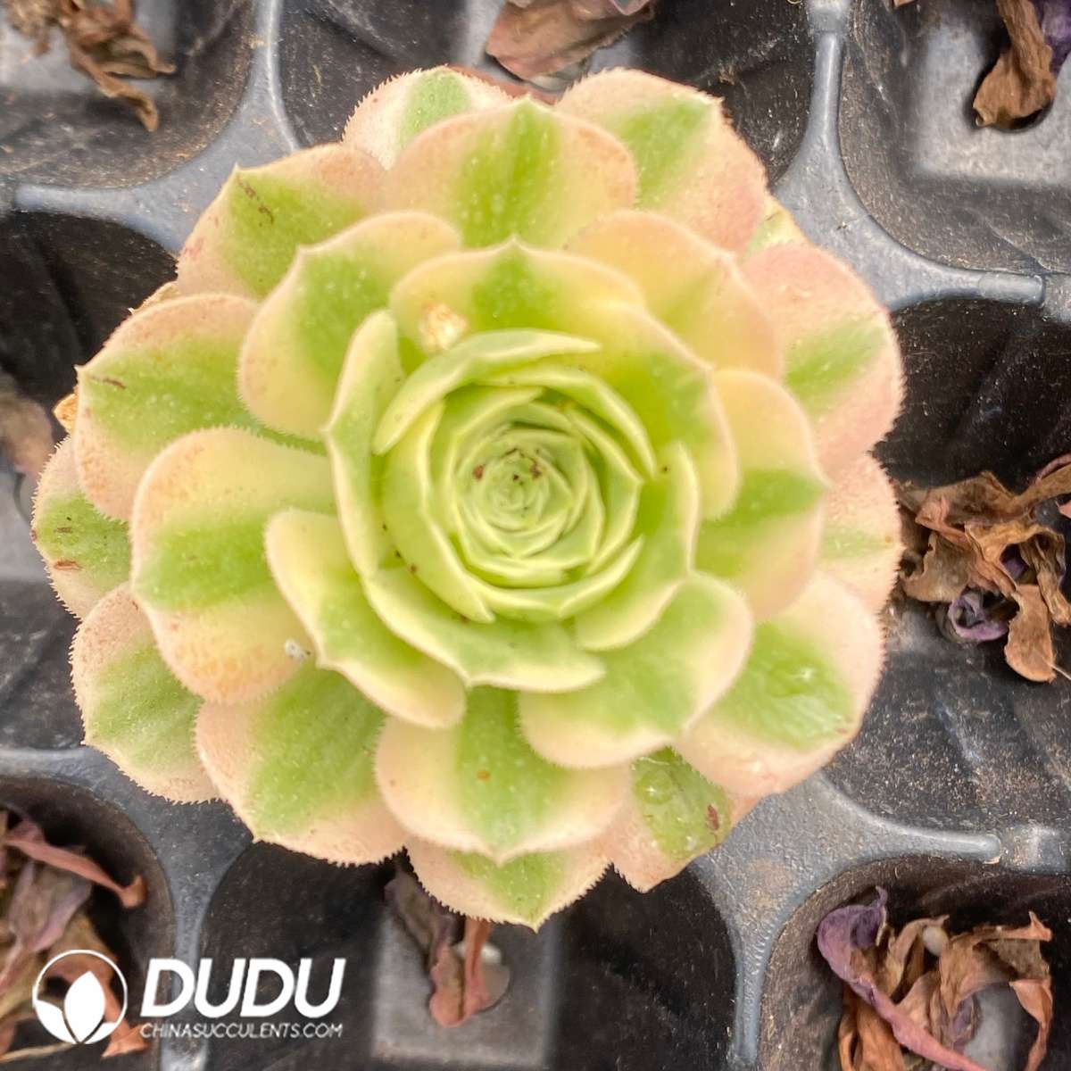 09718D40201.jpg 60Pcs Aeonium Maybach Seedings - Image 1