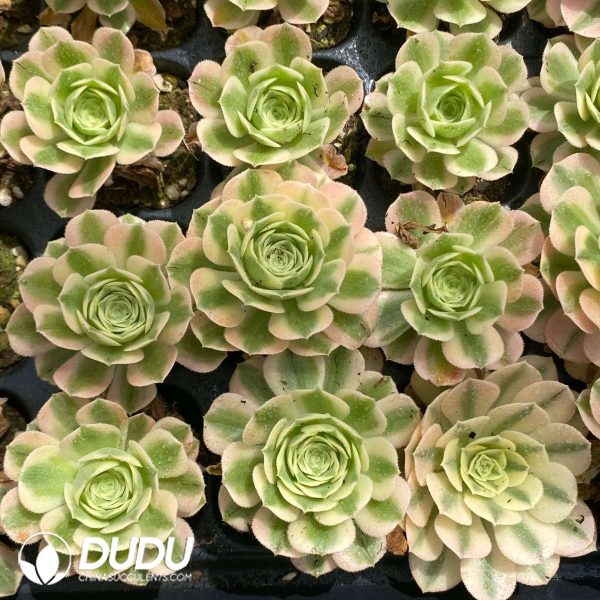 60Pcs Aeonium Maybach Seedings - Image 2