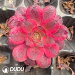 50Pcs Aeonium Nafu Seedings