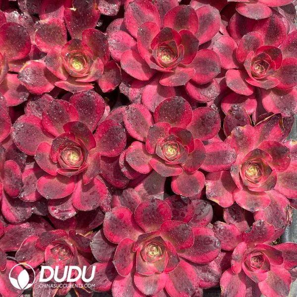 50Pcs Aeonium Nafu Seedings - Image 2