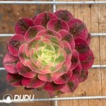62Pcs Aeonium Yuzi Seedings