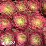 62Pcs Aeonium Yuzi Seedings - Image 2