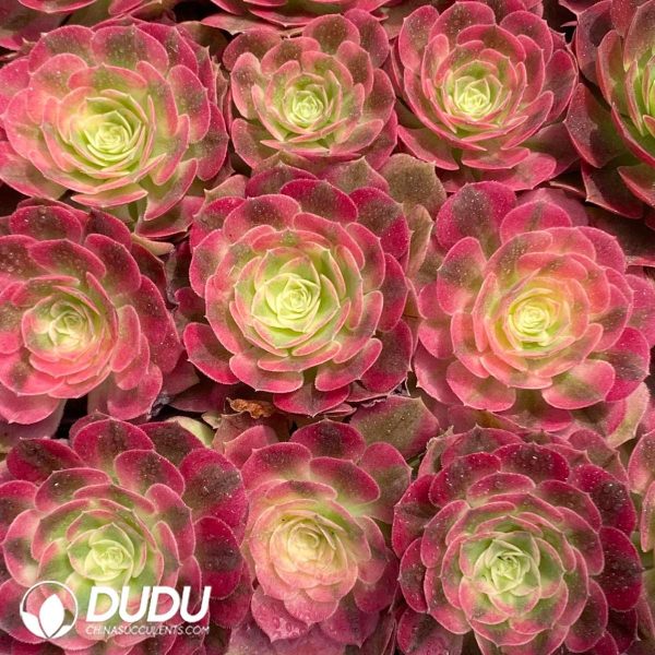 62Pcs Aeonium Yuzi Seedings - Image 2
