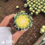 Mammillaria Bucareliensis Erusamu Chemical Variegated
