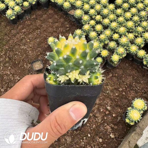 Mammillaria Bucareliensis Erusamu Chemical Variegated - Image 2