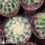 Echinocactus Grusonii Wild-Spined