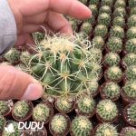 Echinocactus Grusonii Wild-Spined - Image 2
