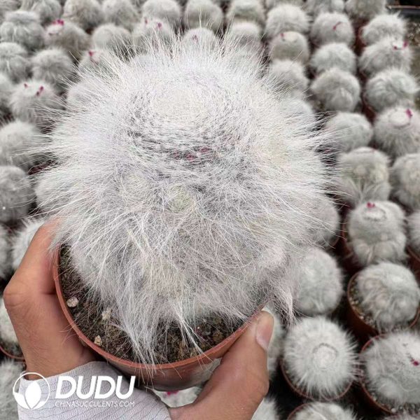Mammillaria hahniana f. lanata Clustering - Image 1