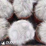Mammillaria hahniana f. lanata Clustering - Image 2