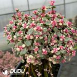 (Scattered) Portulacaria afra var.foliis-variegatis Clustering 12pcs