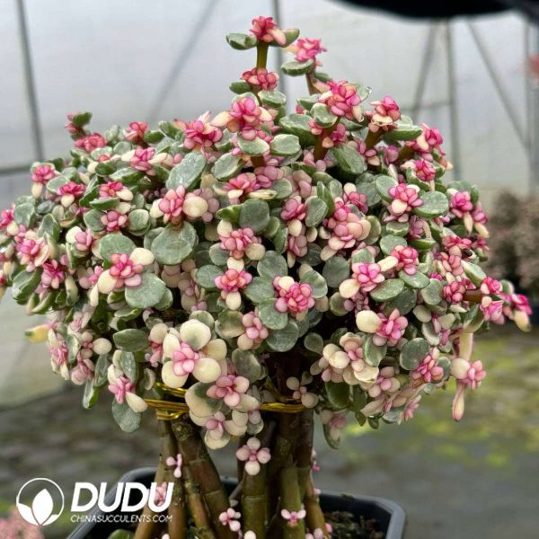 (Scattered) Portulacaria afra var.foliis-variegatis Clustering 12pcs - Image 2
