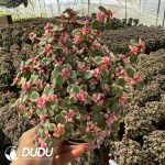 Portulacaria afra var.foliis-variegatis 20pcs