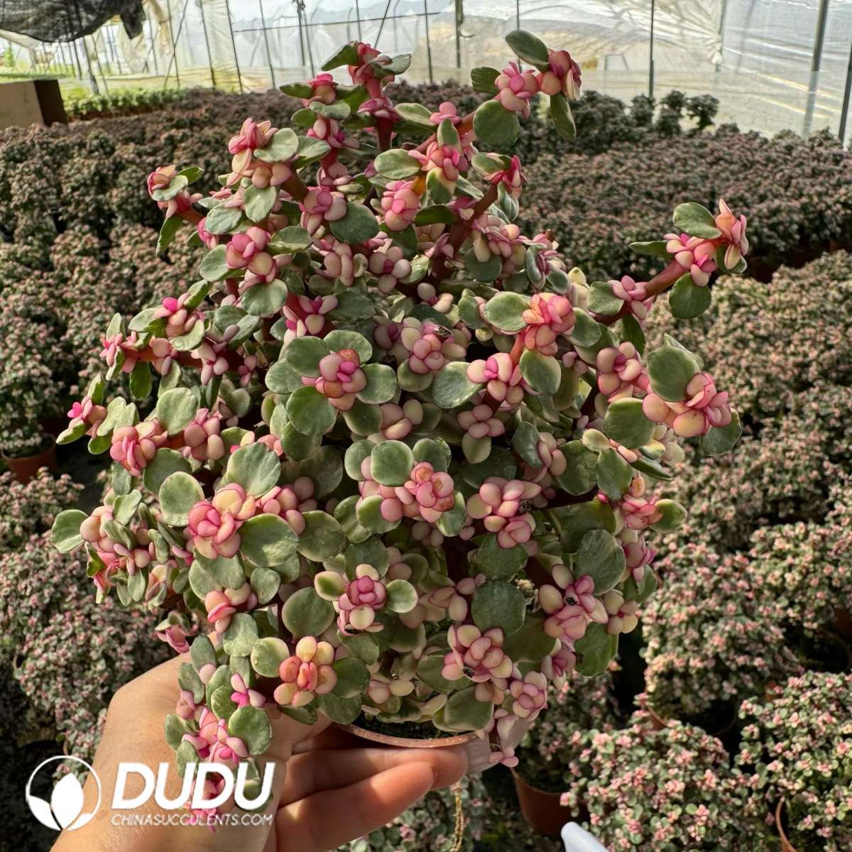 09727D120201.jpg Portulacaria afra var.foliis-variegatis 20pcs - Image 1