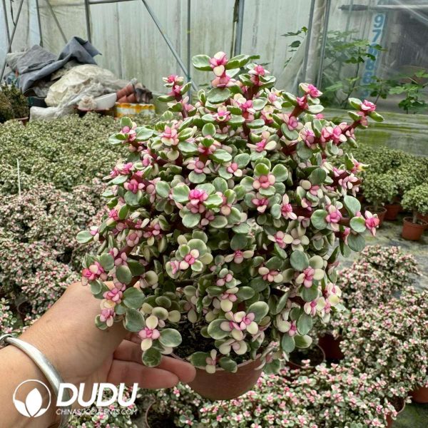 Portulacaria afra var.foliis-variegatis 20pcs - Image 2
