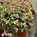 Portulacaria afra Jacq. 20pcs