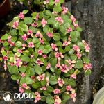 Portulacaria afra Jacq. 20pcs - Image 2