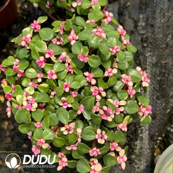 Portulacaria afra Jacq. 20pcs - Image 2
