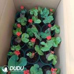 Jatropha Podagrica - Image 2