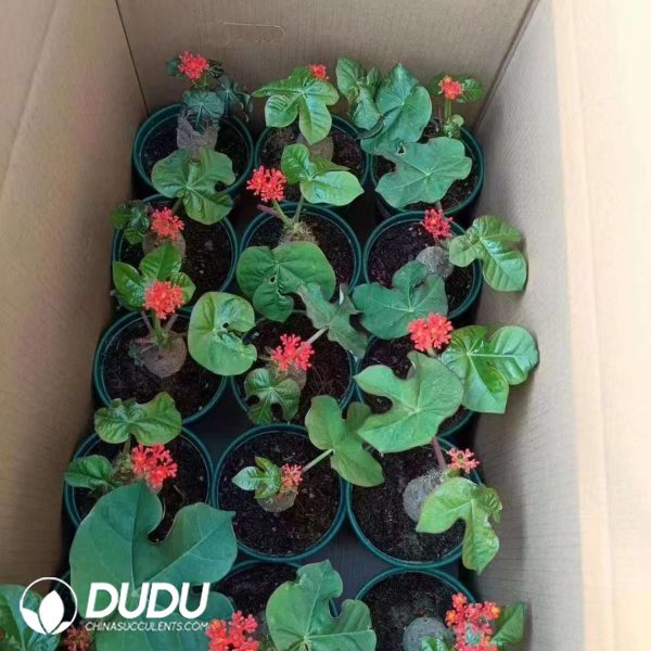 Jatropha Podagrica - Image 2