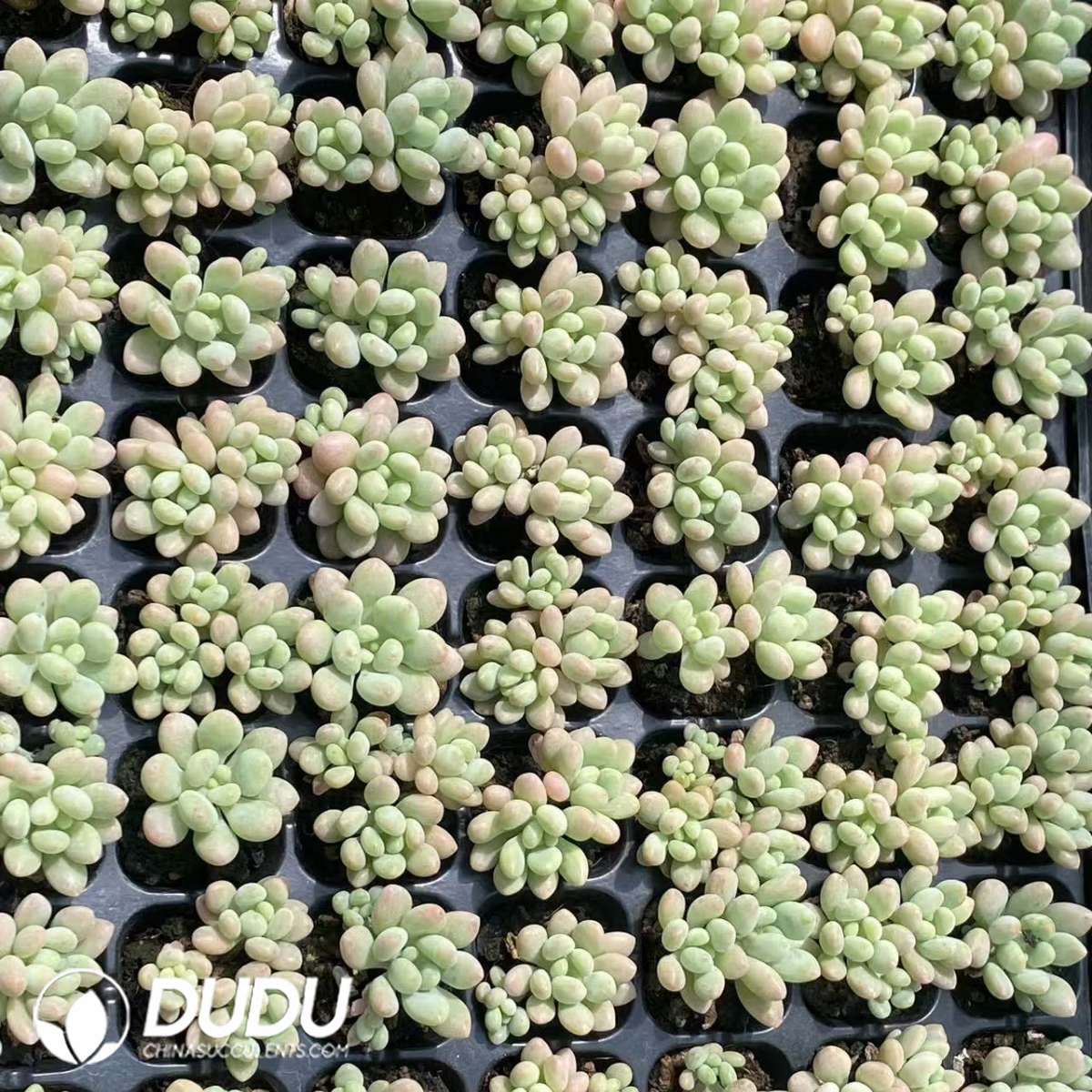 09732D30201.jpg 105pcs Graptosedum Rococo Seedlings - Image 1