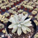 Echeveria pulidonis