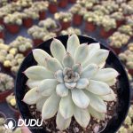 Echeveria pulidonis - Image 2