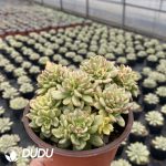 Echeveria Rolly Variegated Clustering