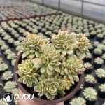 Echeveria Rolly Variegated Clustering - Image 2