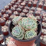 Echeveria Secunda Clustering